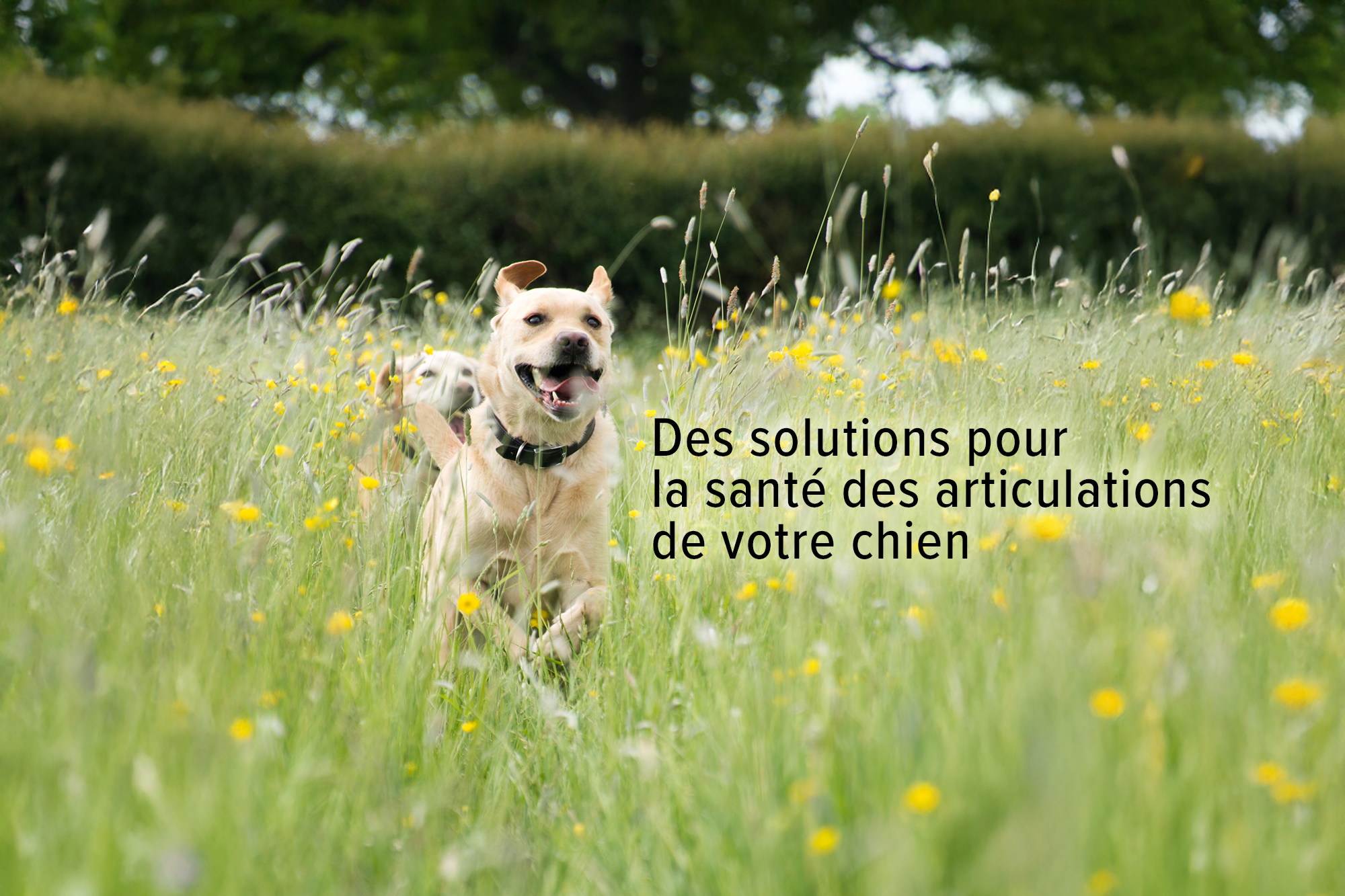  Produits québécois et naturels Zanimo