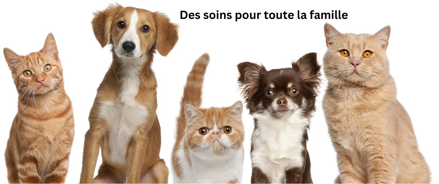 Produits de toilettage Zanimo