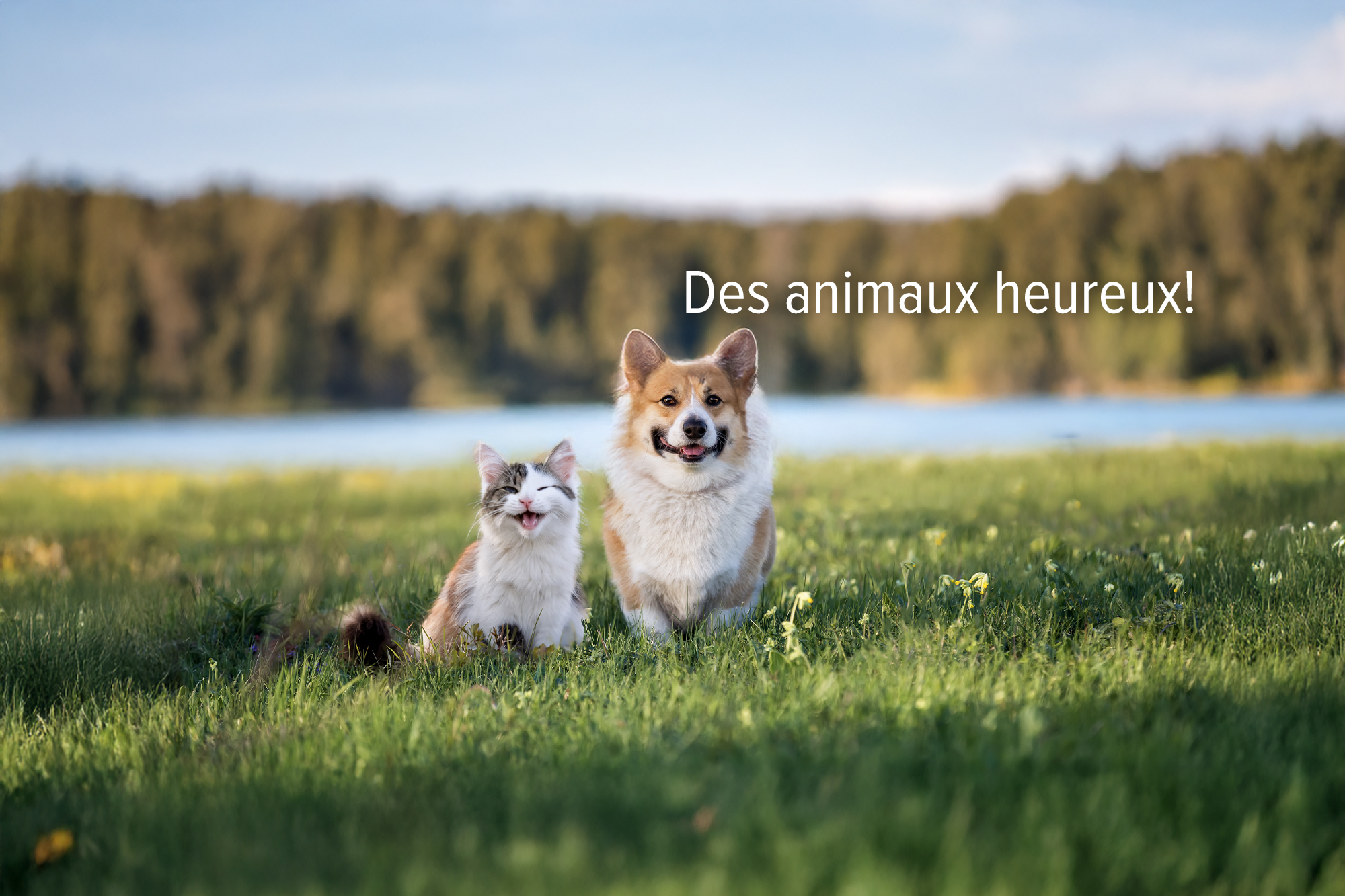 Produits de toilettage Zanimo