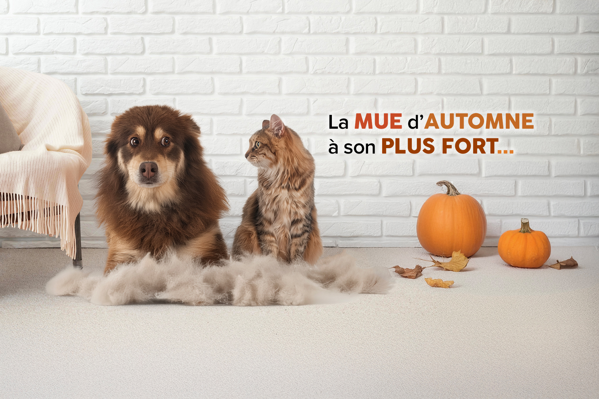 Produits de toilettage Zanimo