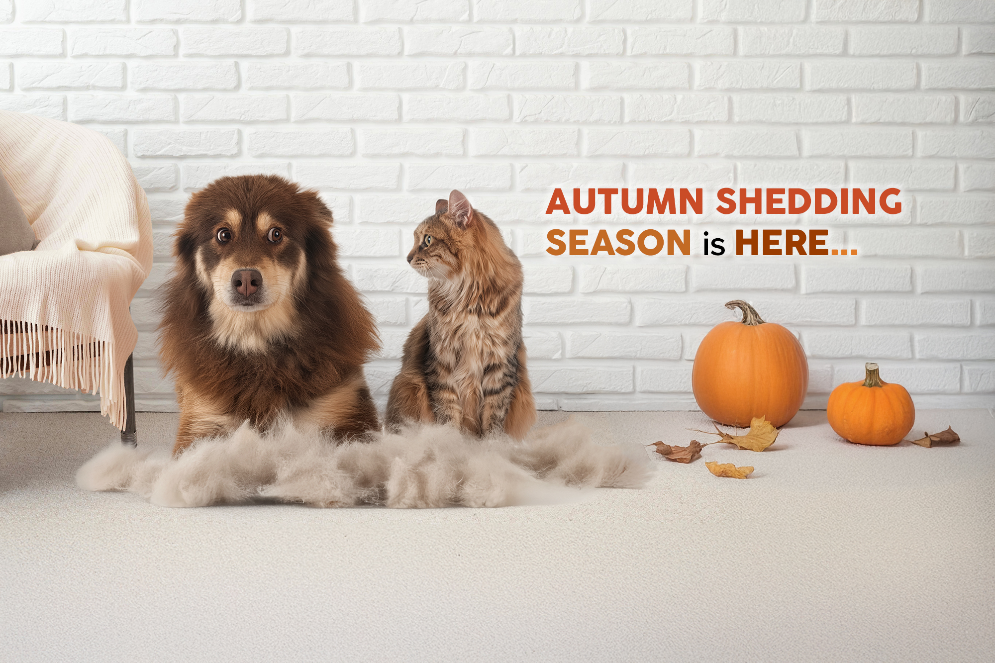 Produits de toilettage Zanimo