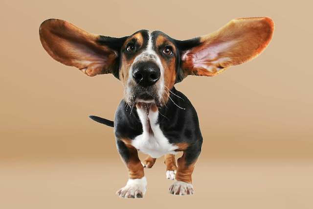 chien grande oreilles
