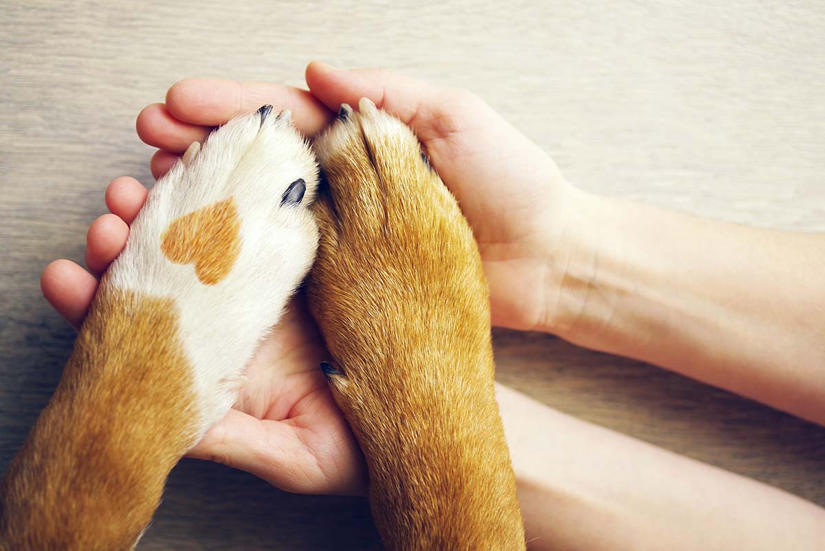 Les animaux qui sont passé dans leur vie