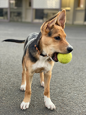 chien avec balle jaune