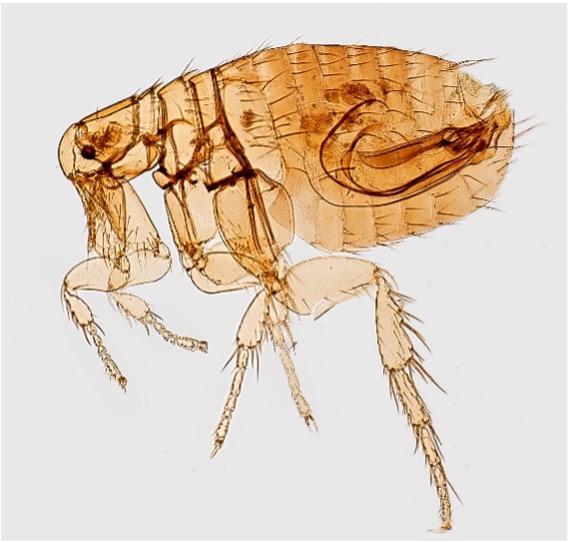 Illustration of a flea