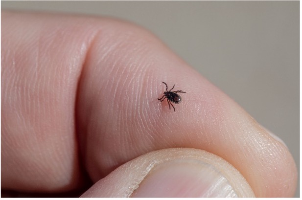 Photo of a tick