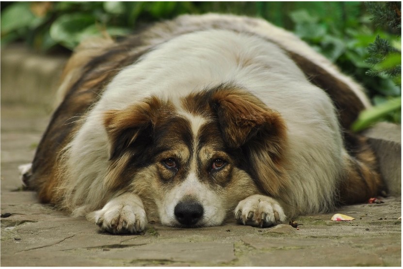 Chien couché sur le sol