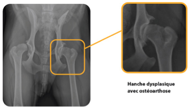 Fiche clinique – Chirurgie, Dysplasie de la hanche chez le chien