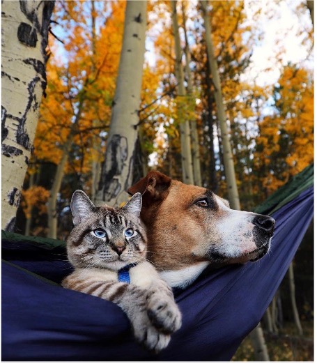 Cat and dog in a hammock