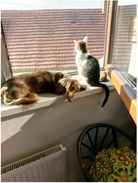 Dog and cat on the edge of a window