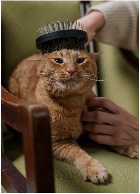 Cat brushing session