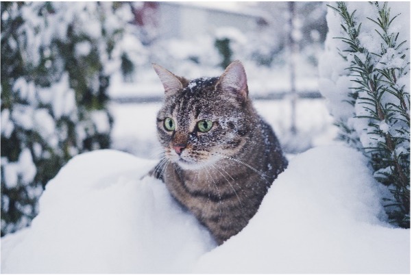 Chat à l'extérieur en hiver