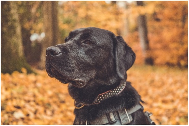 Chien à l'extérieur en automne