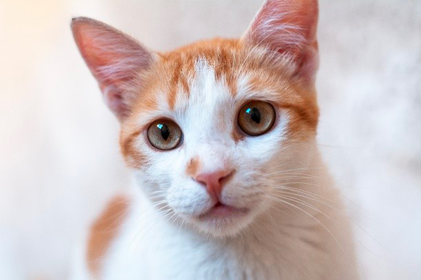 chat beige et blanc