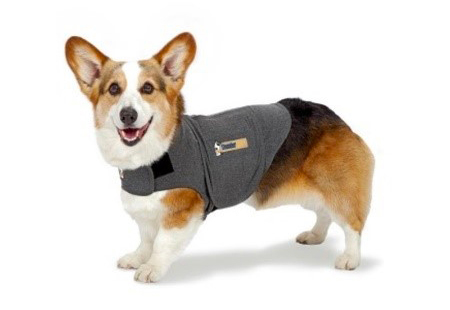 chien corgi avec harnais