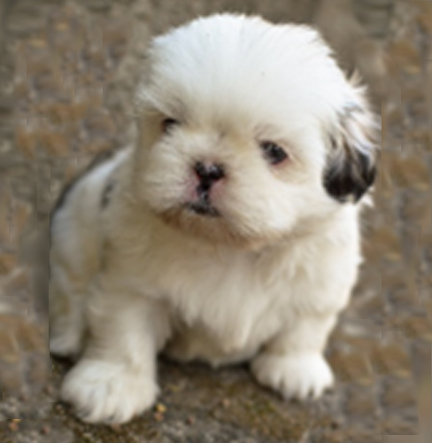 Shih Tzu ou chien lion​