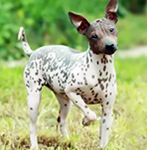 American Hairless Terrier