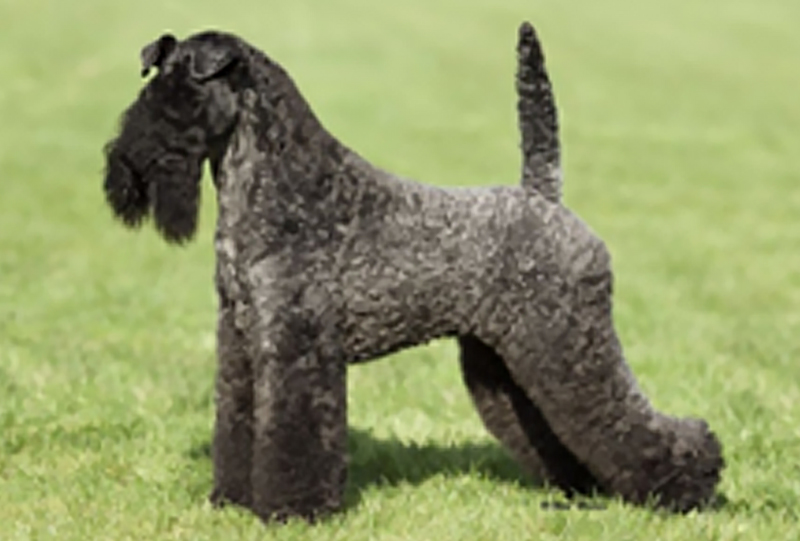 Kerry Blue terrier