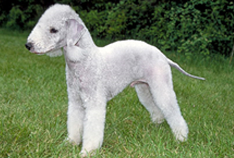 Bedlington Terrier