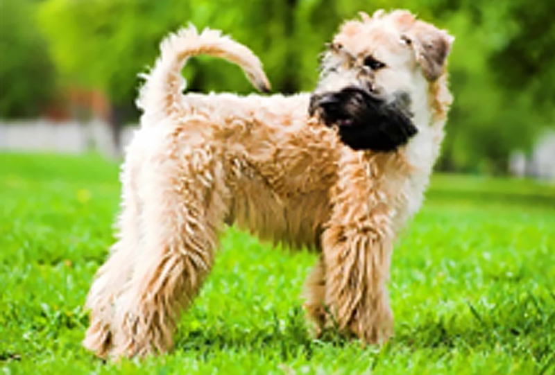 Irish Soft Coated Terrier or Wheaten