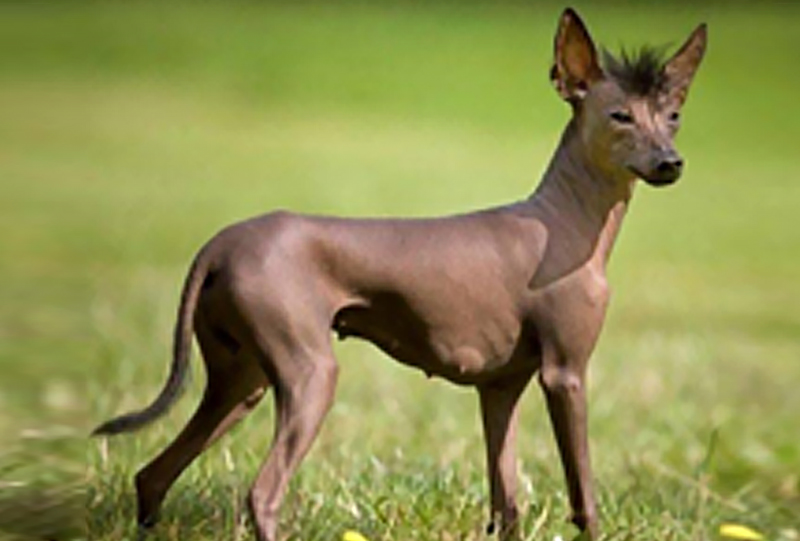 Xoloitzcuintle (Xolo) ou chien nu du Mexique​