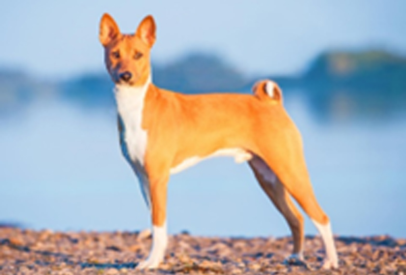 basenji