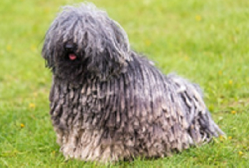 Hungarian Shepherd or Puli​