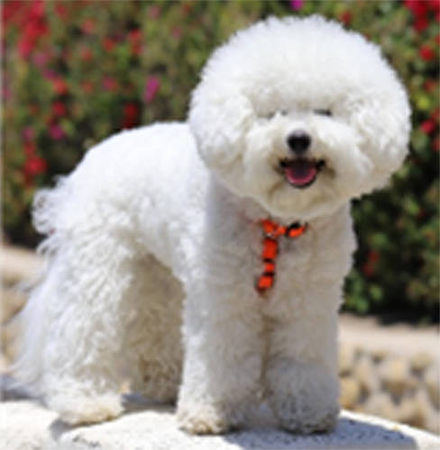 bichon frisé