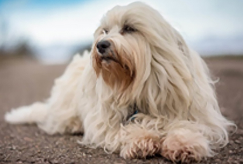 Havanese