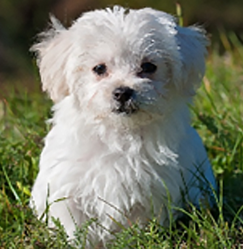 Maltese​