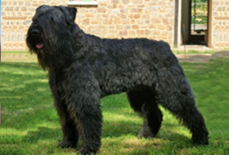 bouvier des flandes