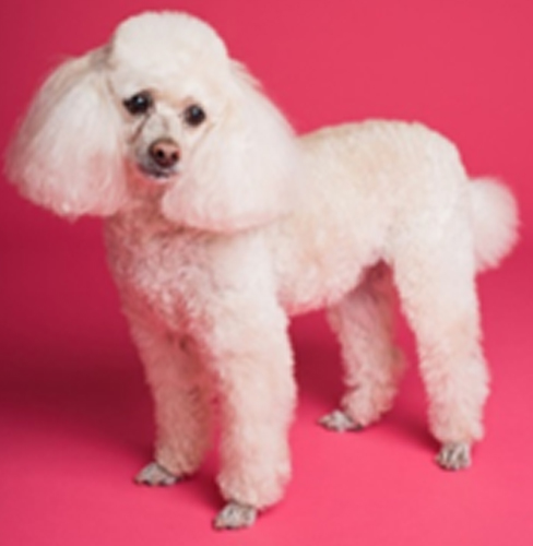 Poodle