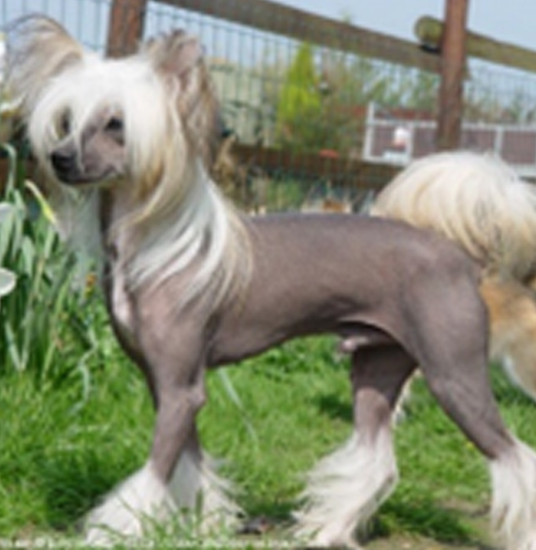 Chinese Crested Dog​