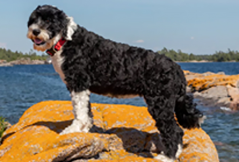 Chien d'eau portugais