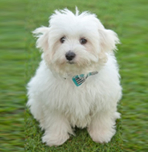 Coton de Tulear