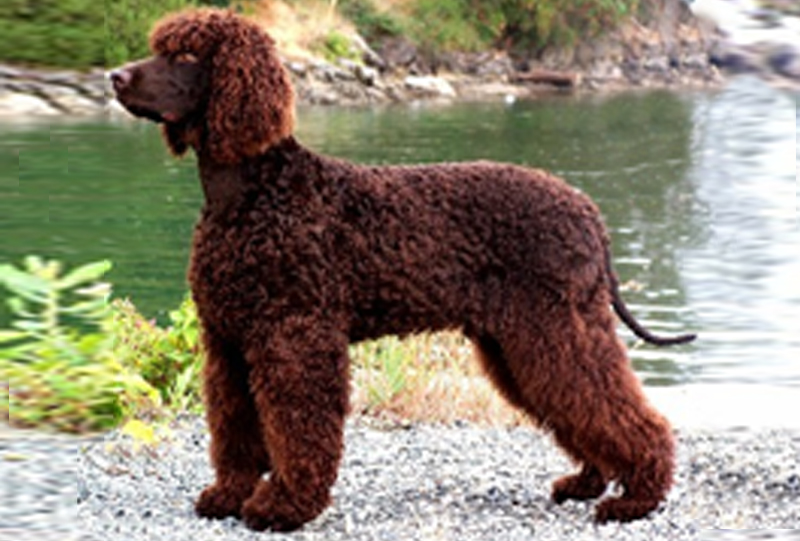  Irish Water Spaniel​