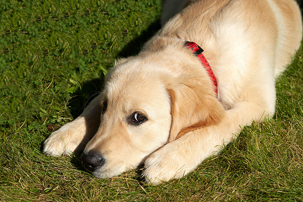 Golden retreiver puppy in the lawn