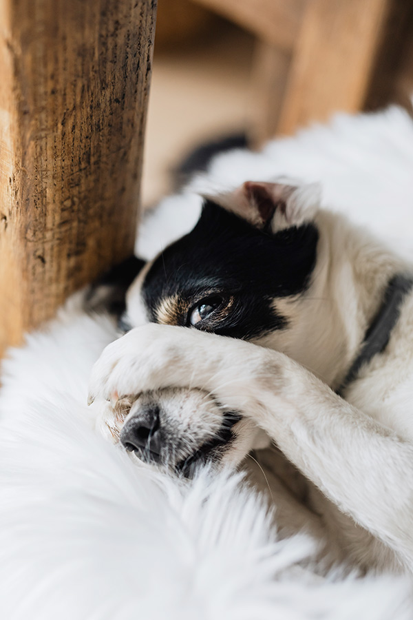 chien avec pattes sur le visage