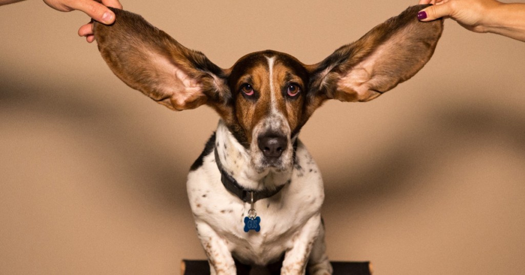 Soins des oreilles du chien