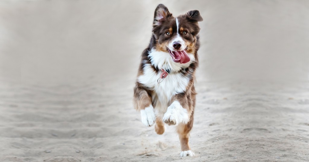 Joint disorders in dogs