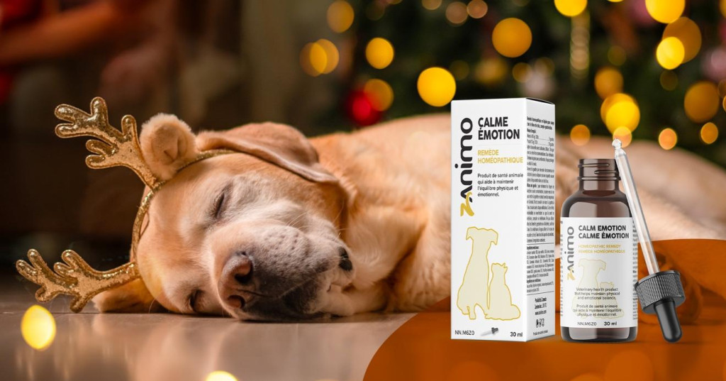 Maison pleine? Aidez-les à rester zen