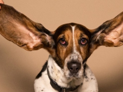 Soins des oreilles du chien