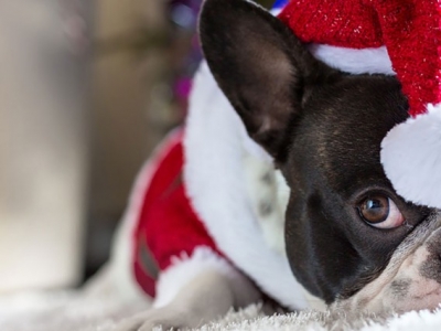 Pets, gifts and the holidays - three things that don't go well together!