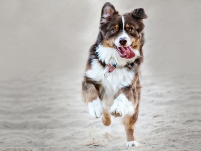 Joint disorders in dogs