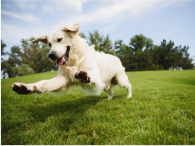 Les bienfaits des Oméga 3-6-9 de plantes pour votre chien : un coup de boost naturel pour sa santé
