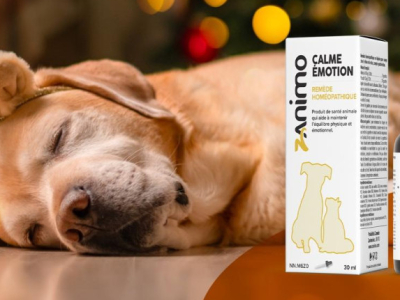 Maison pleine? Aidez-les à rester zen